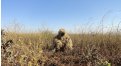Маскировочный халат Taganrog Друид – купить по цене 3500 руб. в интернет-магазине в городе Ижевск картинка 17